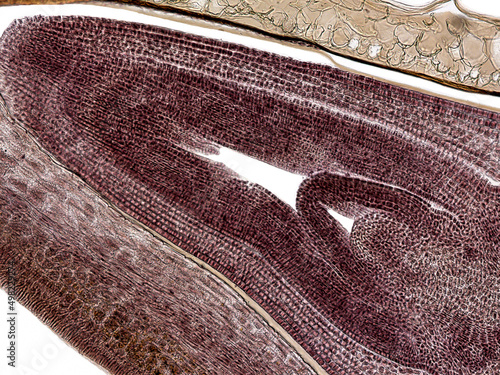 Cross section corn grain (Zea mays). Microscope photo.  photo