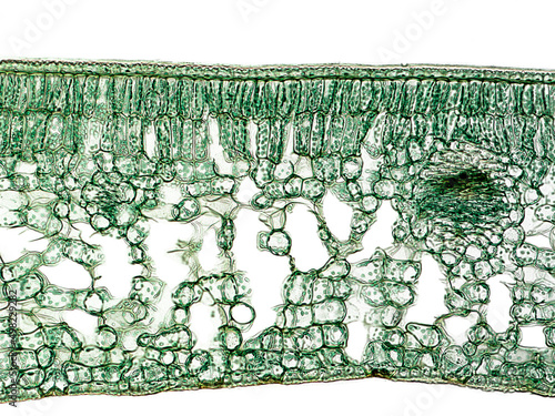 Chloroplasts within the plant cells. Cross section of a Camellia leaf, that show their general internal structure (cuticle, palisade parenchyma, spongy parenchyma, vascular bundles, epidermis).  photo