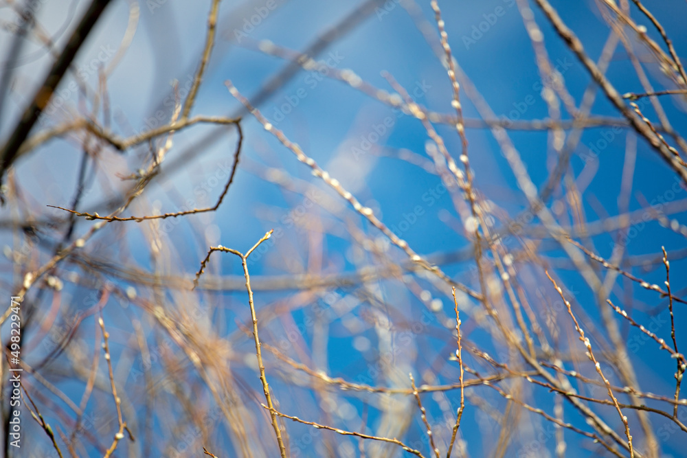 abstract natural background of blurry twigs on the blue sky, horizontal.