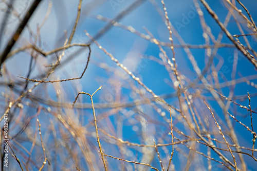 abstract natural background of blurry twigs on the blue sky, horizontal.