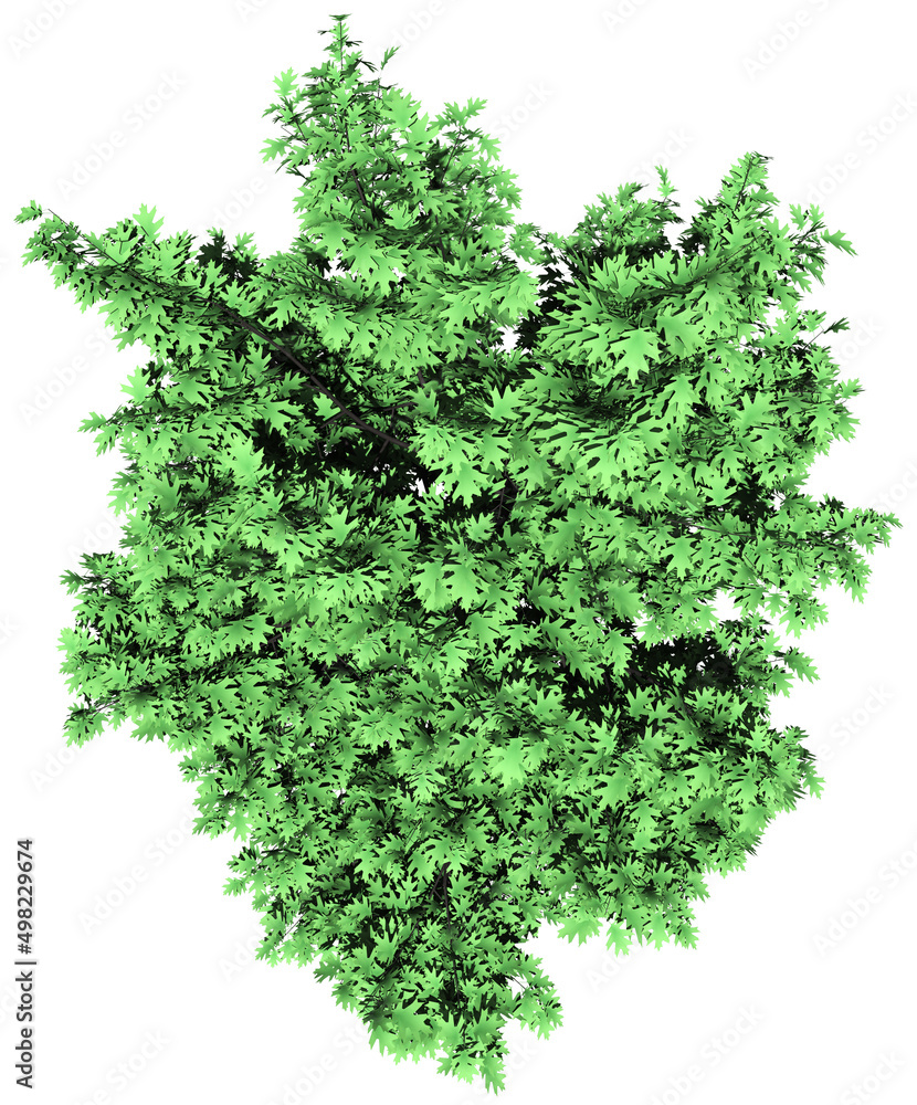 Fototapeta premium Tree - Oak isolated