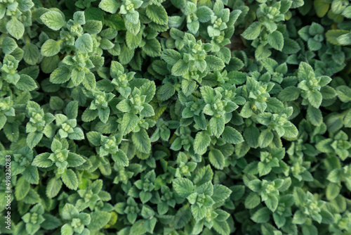 Εκτύπωση καμβά Top view of green leaves of common greek Cretan oregano in the garden