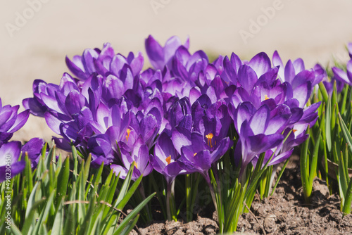 Fototapeta Naklejka Na Ścianę i Meble -  Bees on purple crocus growing outside. View at magic blooming spring flowers crocus sativus. Selective Focus. Spring garden.