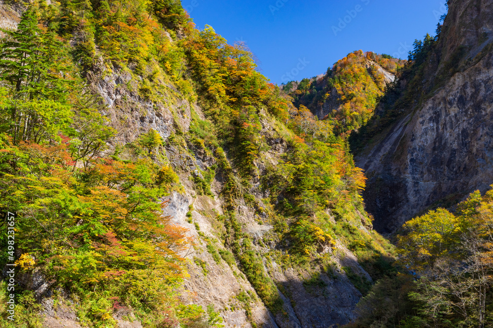 白山白川郷ホワイトロード 紅葉 白山白川郷ホワイトロード 紅葉