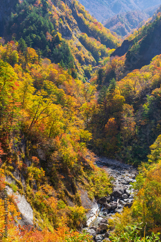 白山白川郷ホワイトロード 紅葉