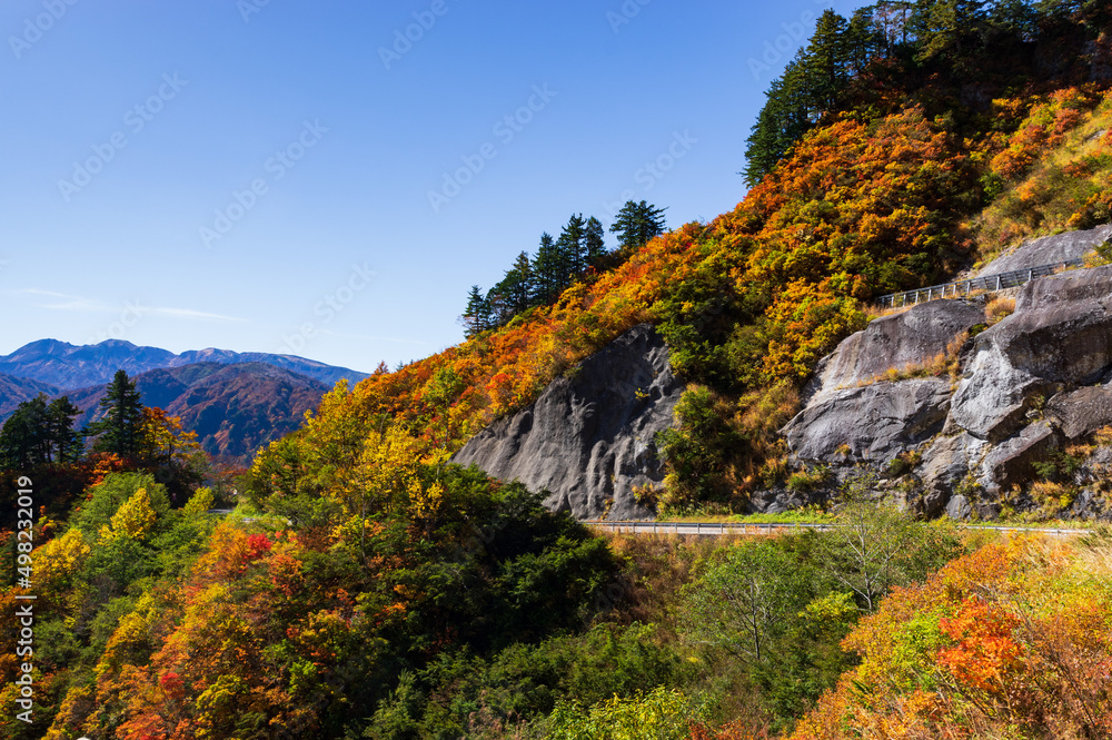 白山白川郷ホワイトロード 紅葉 白山白川郷ホワイトロード 紅葉