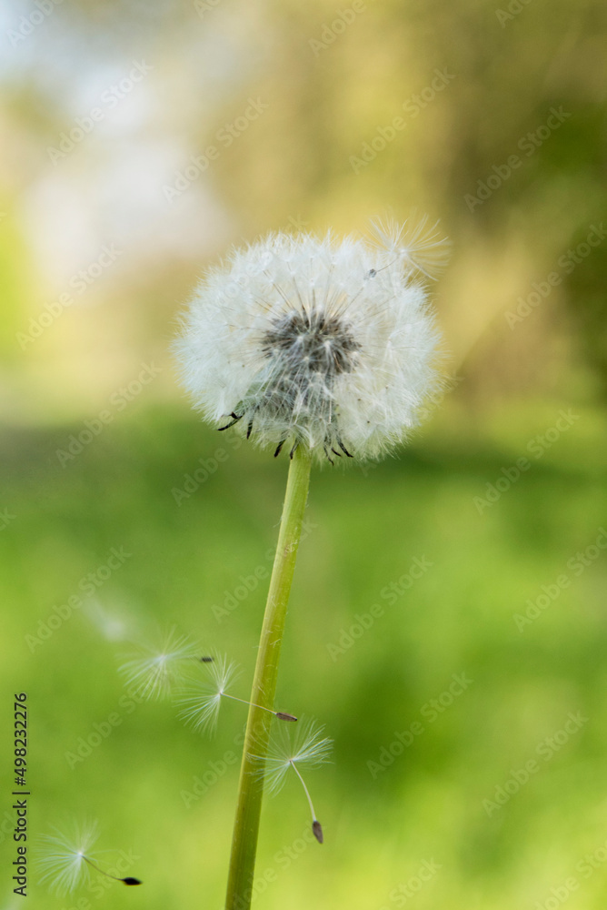 fleur pissenlit - Taraxacum officinale fleur pissenlit - Taraxacum officinale