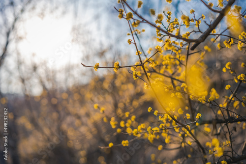 Mimosa tree blooming with bright yellow flowers, bright nature spring background and texture