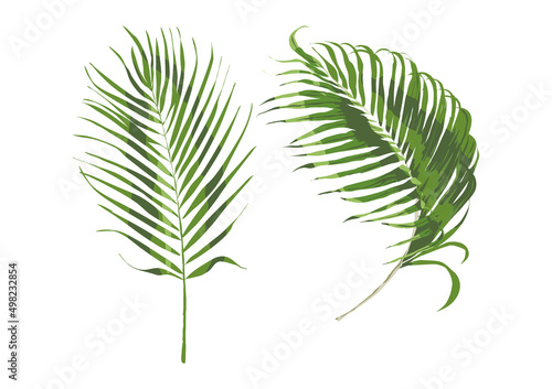 liście palmy izolowane