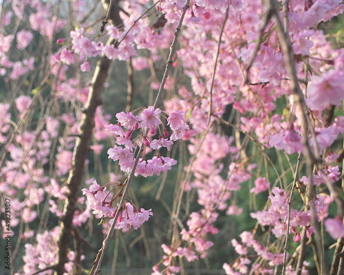 美しく咲くしだれ桜