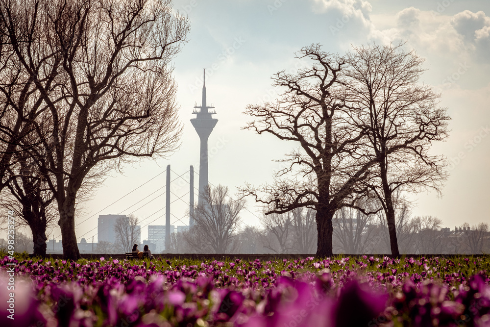 Rheinturm in Düsseldorf mit Krokussen