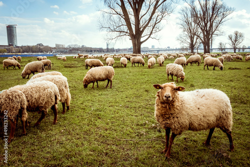 Schafe auf den Rheinwiesen in Düsseldorf photo
