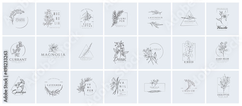 Set of inimal feminine botanical floral branch and logo. Hand drawn wedding herb, homeplant with elegant leaves. Botanical rustic trendy greenery vector