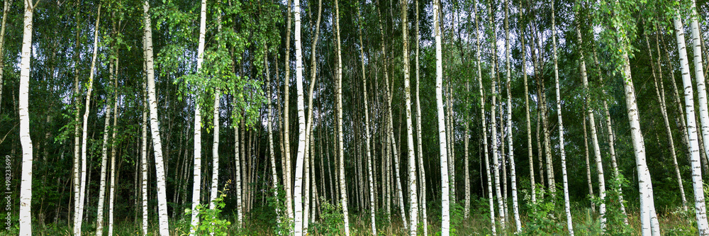 Fototapeta premium Birch grove in summer with green leaves. Banner.
