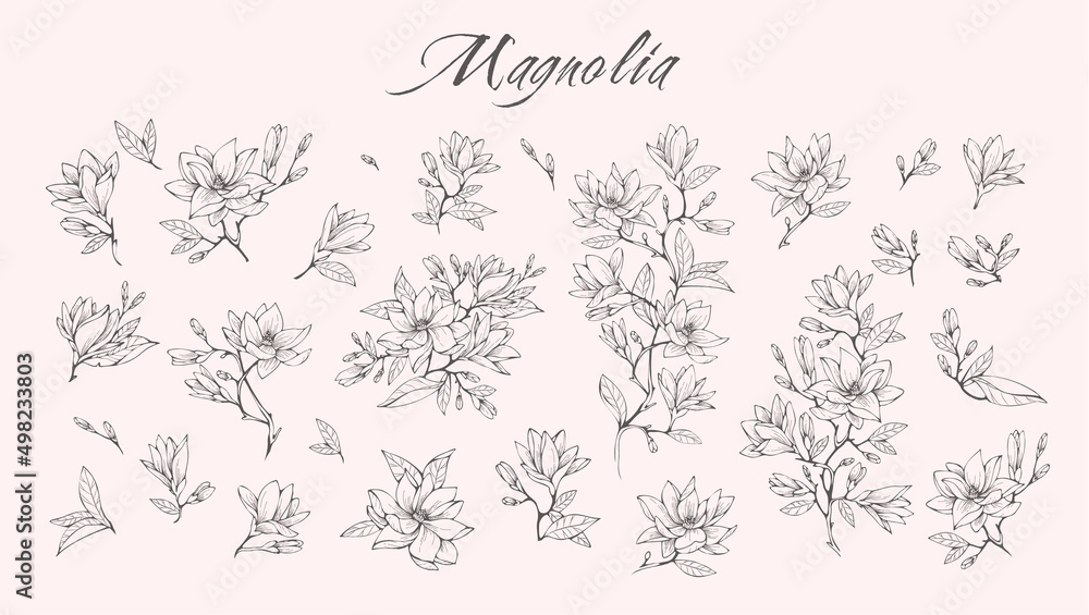 Magnolia flower logo and branch set. Hand drawn line wedding herb, elegant leaves for invitation save the date card. Botanical rustic - obrazy, fototapety, plakaty 