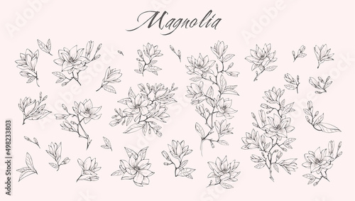 Magnolia flower logo and branch set. Hand drawn line wedding herb, elegant leaves for invitation save the date card. Botanical rustic