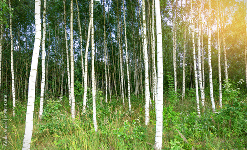 Birch grove in summer with green leaves.