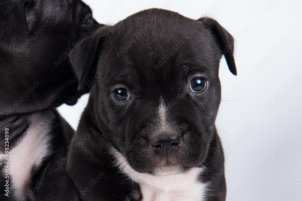 Black and white American Staffordshire Terrier dog or AmStaff puppy on white background