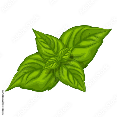 Fresh green basil leaf isolated on white