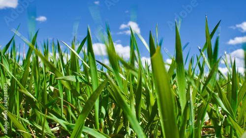 Cloudy blue sky and spring greenery. Crops emerging from the ground in the fields. Green fields in front of rural village landscape. Dirt country roads, plowed fields and dry trees. Focus is selective