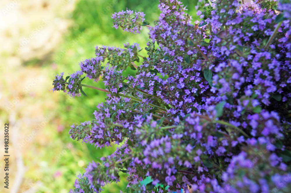 Obraz premium Thyme flowers with delicate purple petals in a bouquet on a background of green grass on a summer sunny day