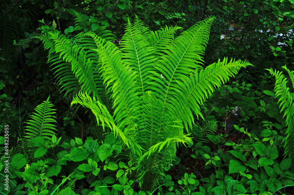 Fern bush with long bright green leaves in the woods on a meadow in summer day Fern bush with long bright green leaves in the woods on a meadow in summer day