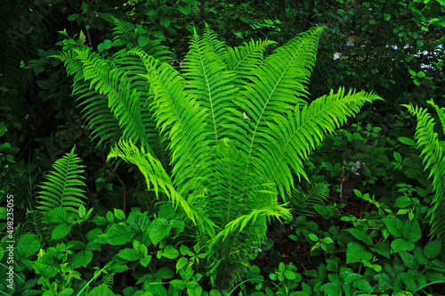 Fern bush with long bright green leaves in the woods on a meadow in summer day
