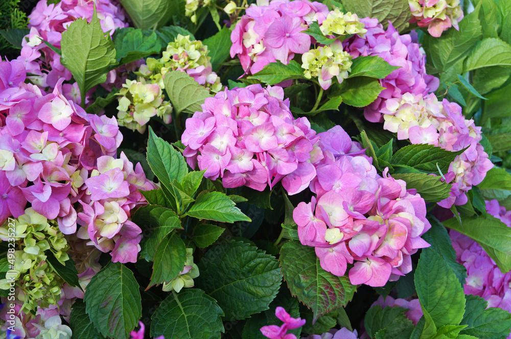 Hydrangea branch with large pink flowers and green leaves on a sunny summer day Hydrangea branch with large pink flowers and green leaves on a sunny summer day