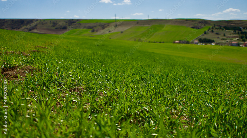 Cloudy blue sky and spring greenery. Crops emerging from the ground in the fields. Green fields in front of rural village landscape. Dirt country roads, plowed fields and dry trees. Focus is selective