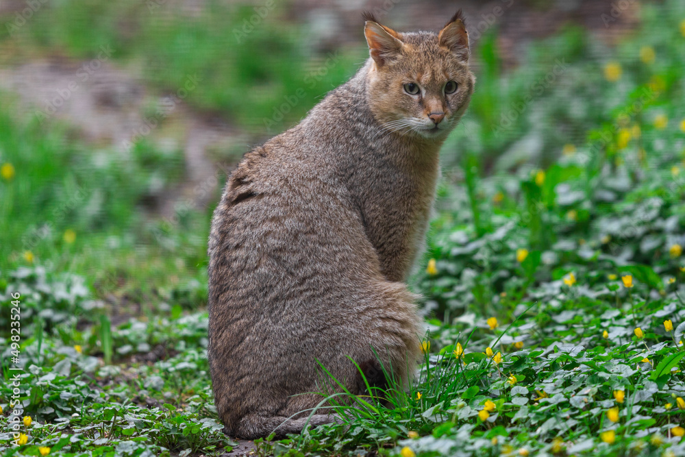 Portrait of a swamp cat in the forest