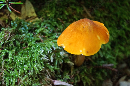 Mushroom with a yellow cap and a yellow stalk grows on a green moss in the autumn day