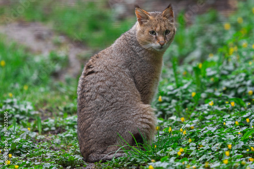 Obraz na płótnie Portrait of a swamp cat in the forest w salonie