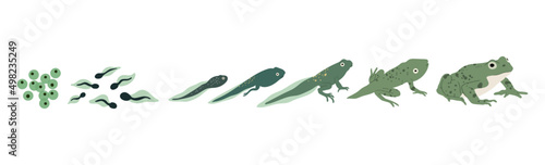 Frog life cycle. Vector hand drawn illustration. Isolated on white backgground.