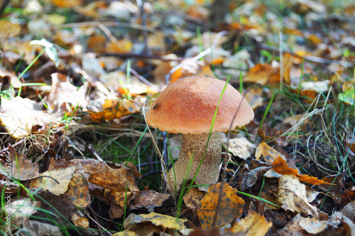 Birch mushroom with a red cap and a gray stalk grows in the leaves and grass on an autumn day photo