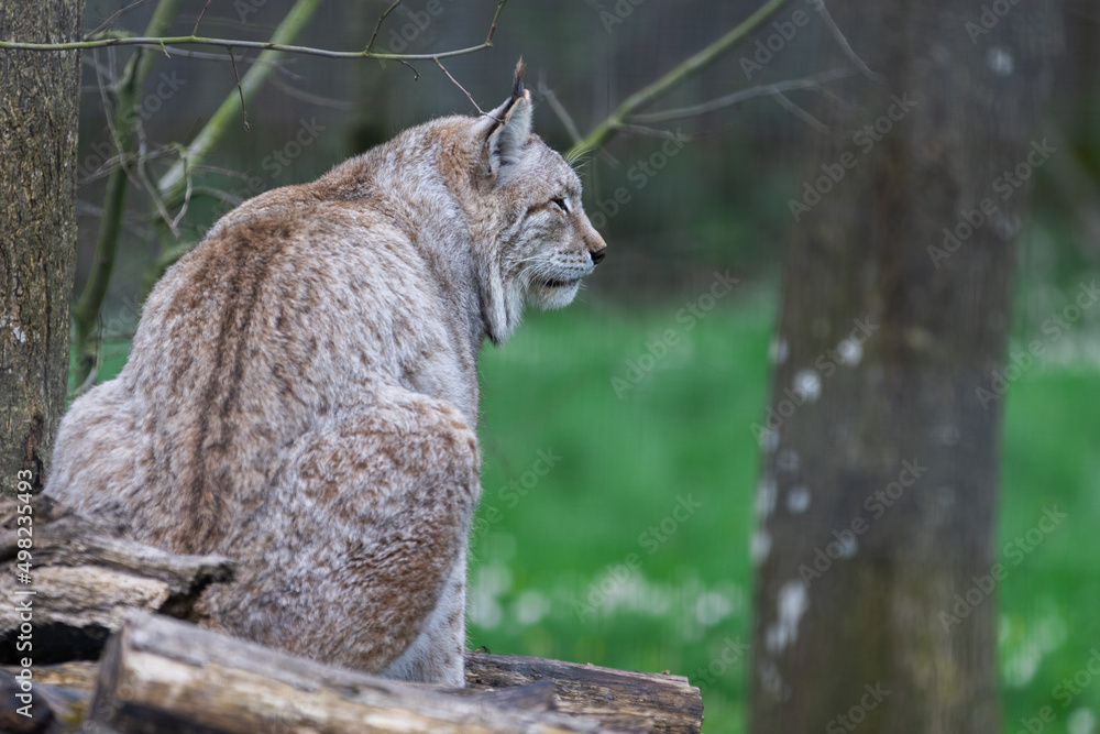 A lynx resting in the forest