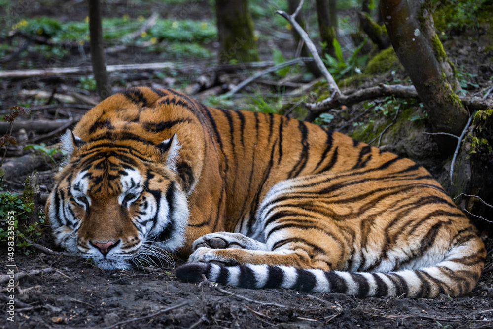 Portrait of a tiger in the forest