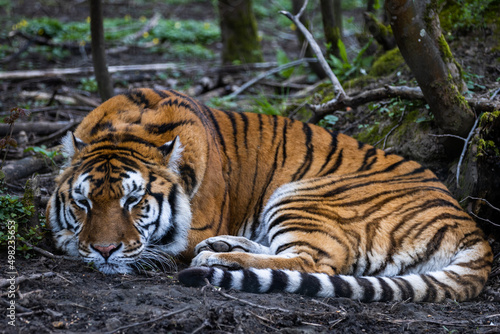 Obraz na płótnie Portrait of a tiger in the forest w salonie