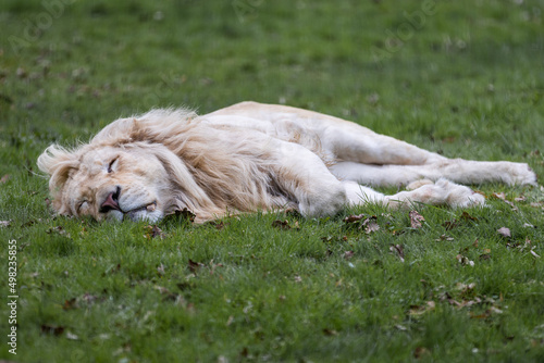 Obraz na płótnie A lion sleeping in the forest w salonie
