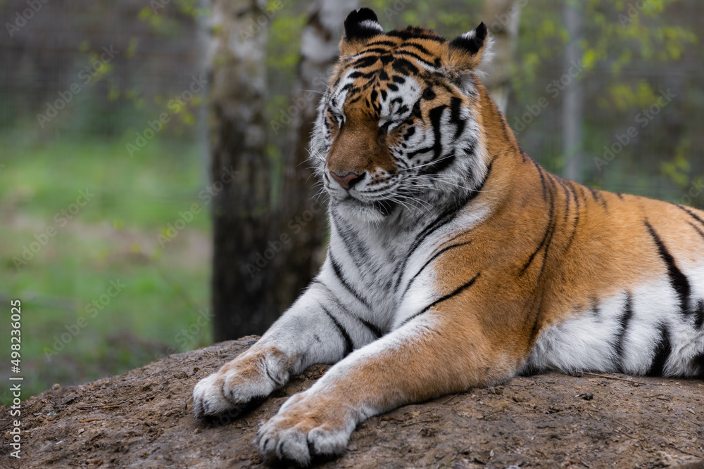 Portrait of a tiger in the forest