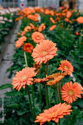 Blumenanbau in einer Gärtnerei
