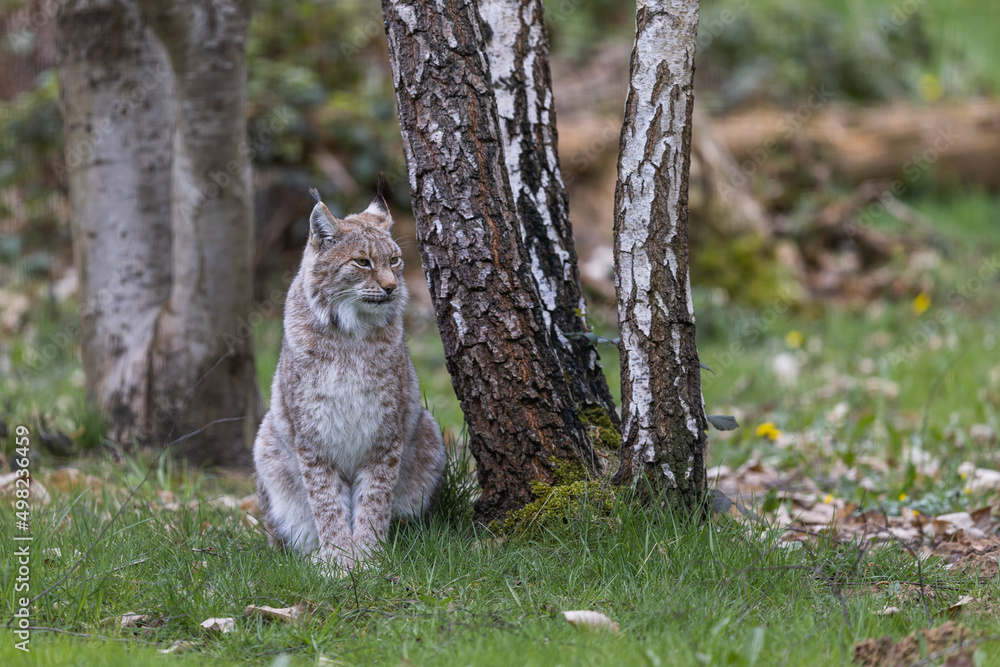 A lynx resting in the forest