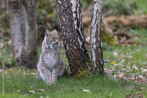 A lynx resting in the forest