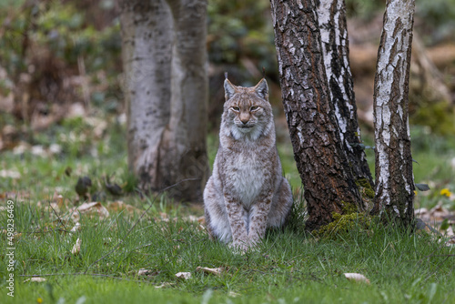 Obraz na płótnie A lynx resting in the forest w salonie