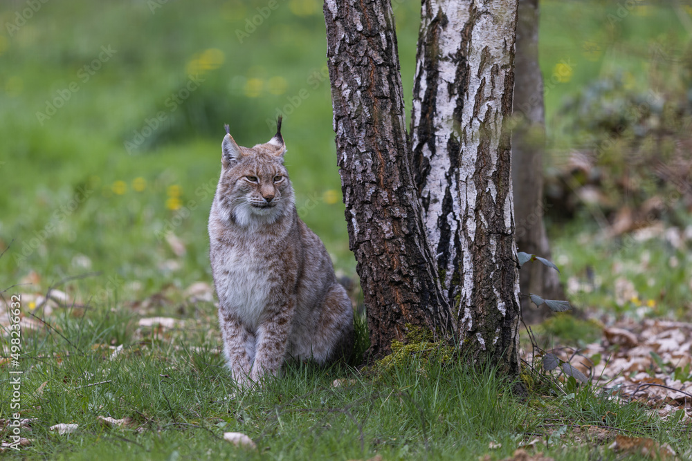 A lynx resting in the forest
