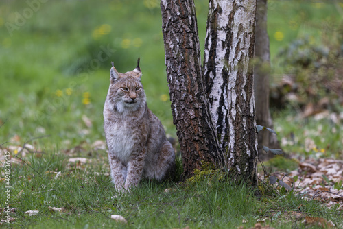 Obraz na płótnie A lynx resting in the forest w salonie