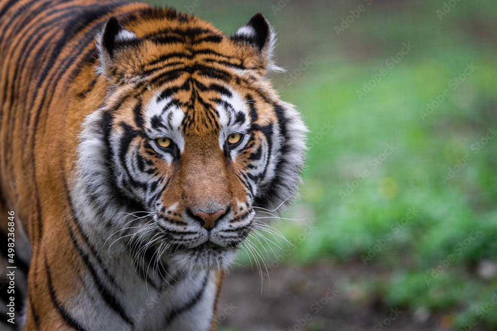 Portrait of a tiger in the forest