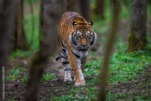 Portrait of a tiger in the forest