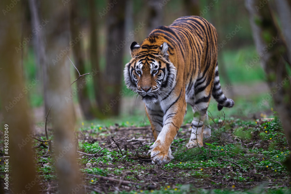 Portrait of a tiger in the forest