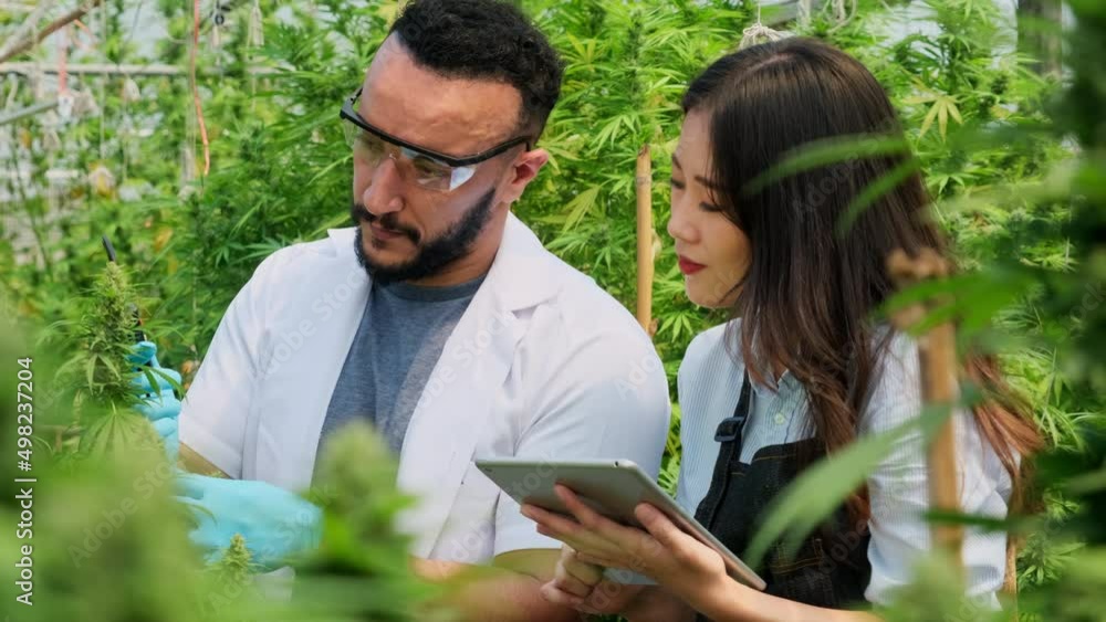 Professional researchers are checking plants and doing quality control of legally grown cannabis plants for medicinal purposes in large greenhouses. Production of alternative herbal medicines and CBD 
