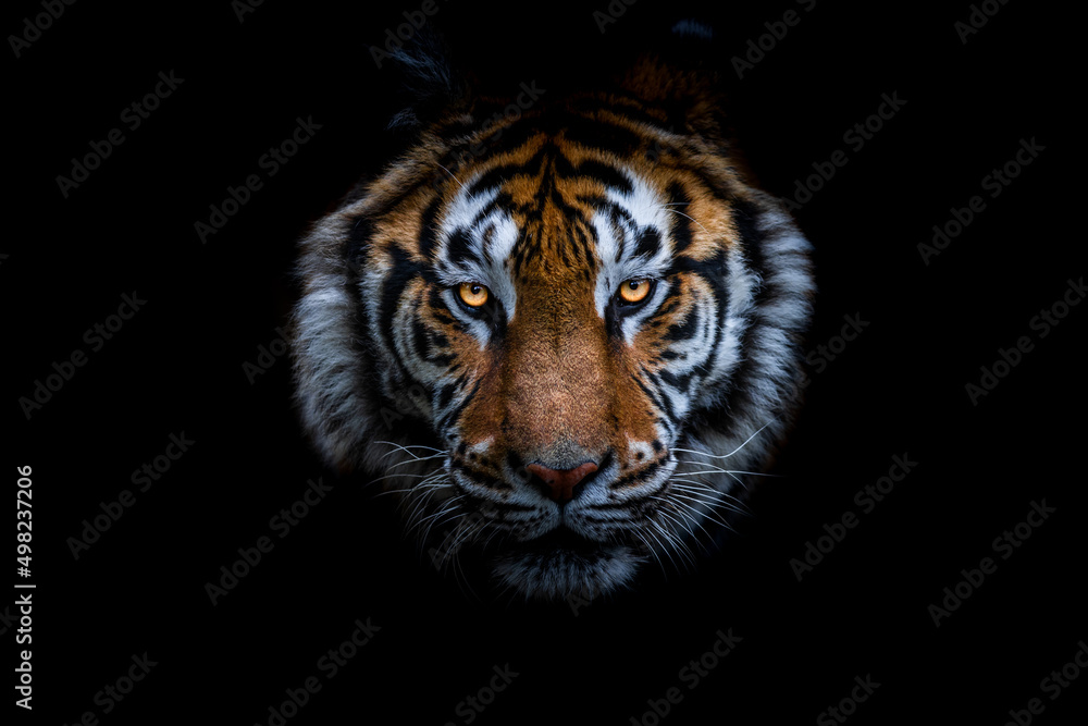 A Tiger with a black background
